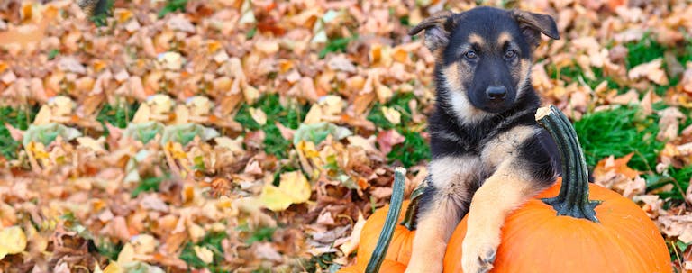 How to Train a German Shepherd to be Calm