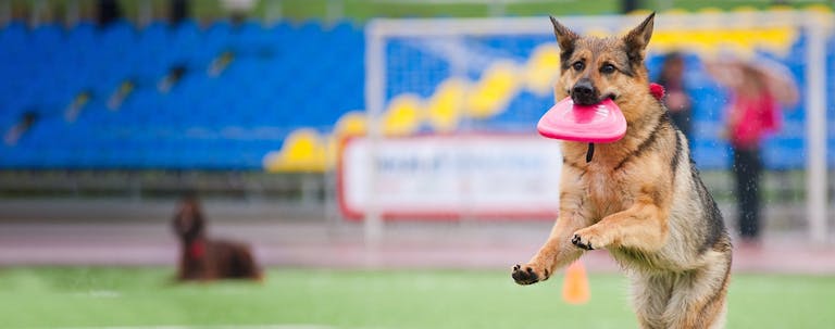 How to Train a German Shepherd to Catch a Frisbee