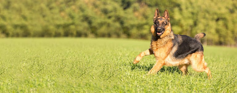 How to Train a German Shepherd to Come When Called