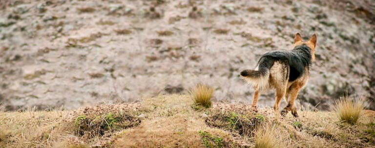 How to Train a German Shepherd to Find Things for You How to Train a German Shepherd to Find Things for You