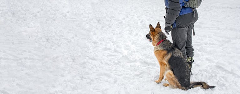 How to Train a German Shepherd to Heel