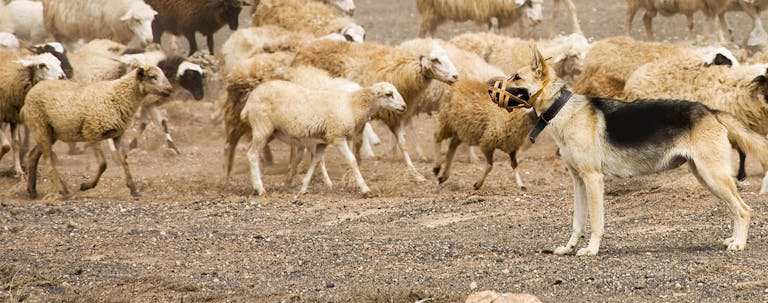 How to Train a German Shepherd to Herd Sheep