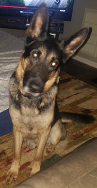 How To Train A German Shepherd To Not Be Aggressive Wag