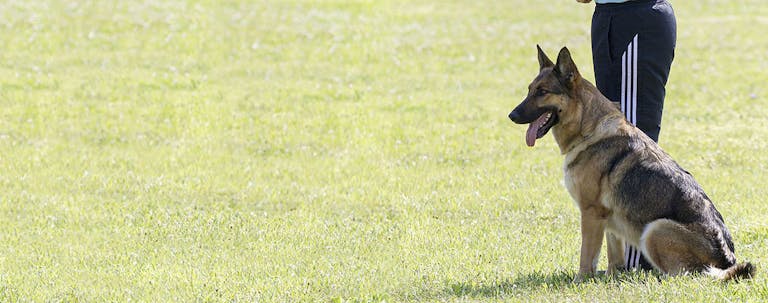 How to Train a German Shepherd to Not Dig How to Train a German Shepherd to Not Dig