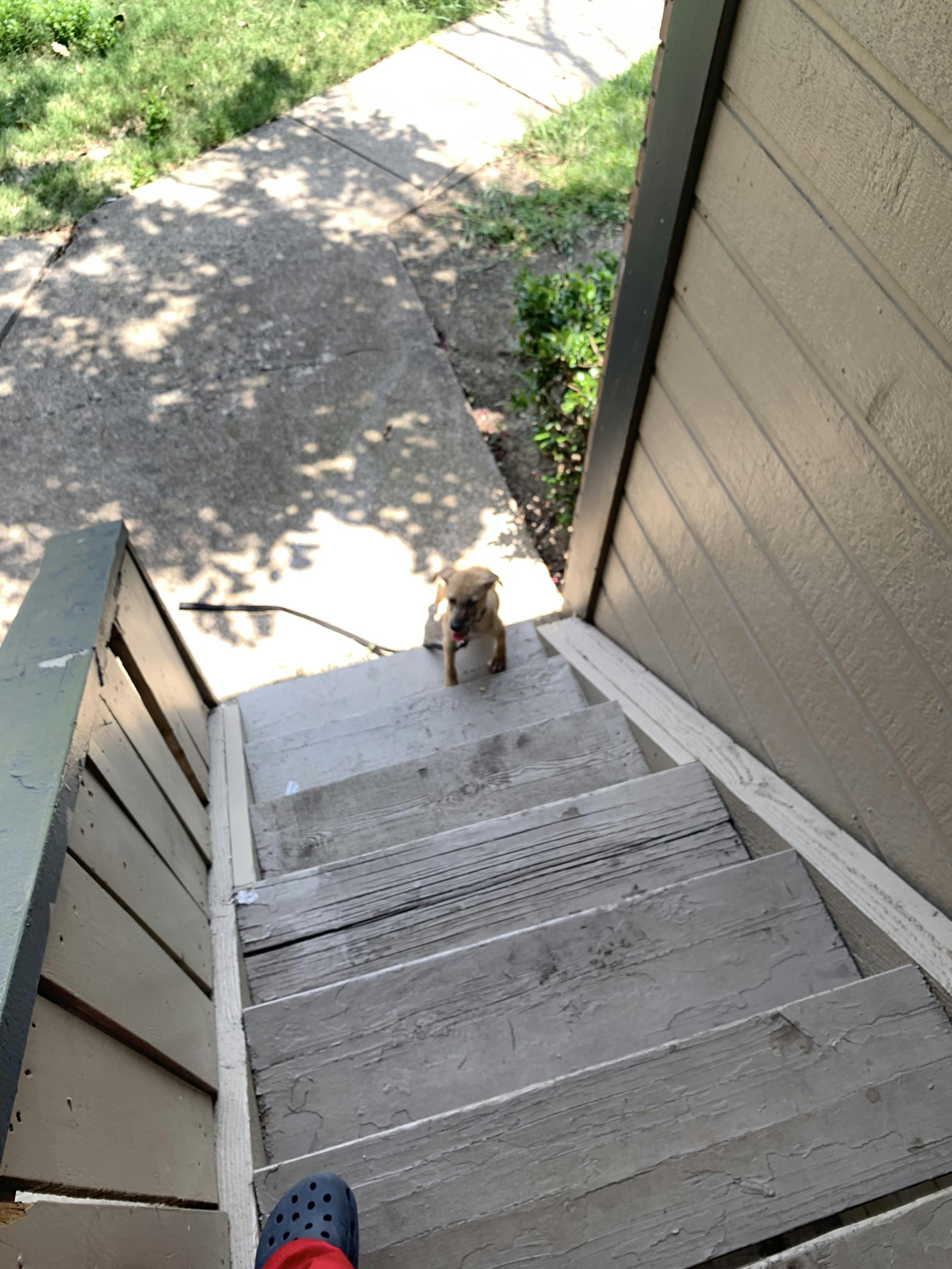 How Long Can A German Shepherd Puppy Hold Its Bladder