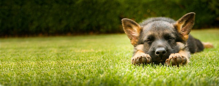 How to Train a German Shepherd to Play Dead How to Train a German Shepherd to Play Dead