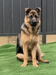 German Shepherd Ears