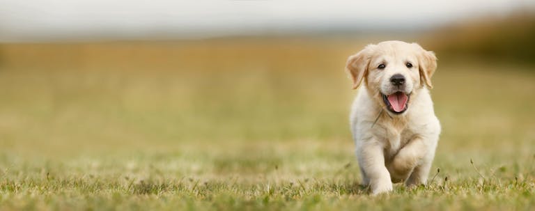 How to Train a Golden Retriever Puppy to Not Bite