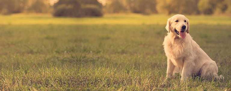 How to Train a Golden Retriever to be Calm