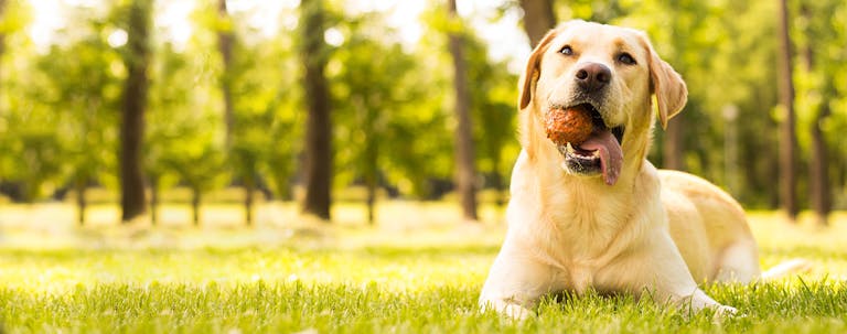 How to Train a Golden Retriever to Drop