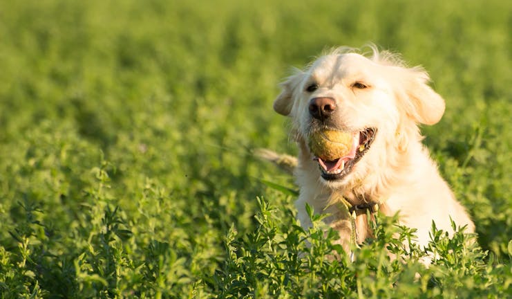 How to Train a Golden Retriever to Fetch