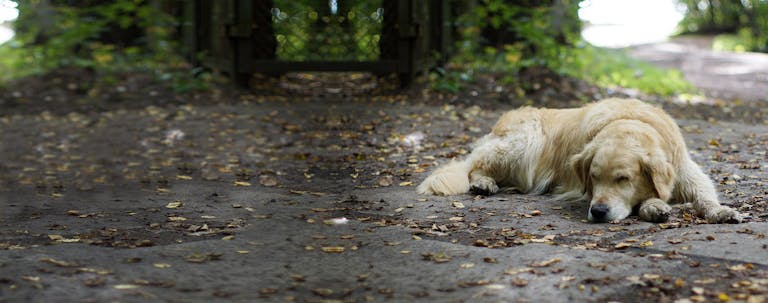 How to Train a Golden Retriever to Play Dead How to Train a Golden Retriever to Play Dead
