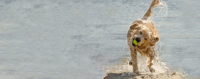 How to Train a Golden Retriever to Shake