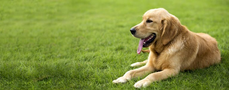 How to Train a Golden Retriever to Stay in the Yard