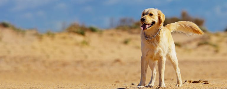 How to Train a Golden Retriever to Stay
