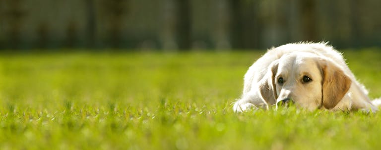 How to Train a Golden Retriever to Stop Barking