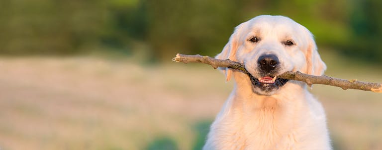 How to Train a Golden Retriever to Stop Biting