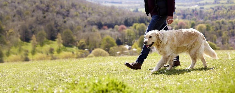How to Train a Golden Retriever to Walk on a Leash