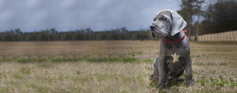 How to Train a Great Dane Puppy to Not Jump