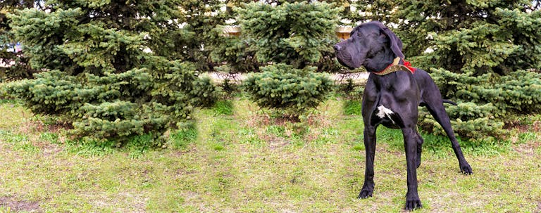 How to Train a Great Dane to be a Guard Dog
