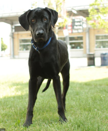 great dane protection dog