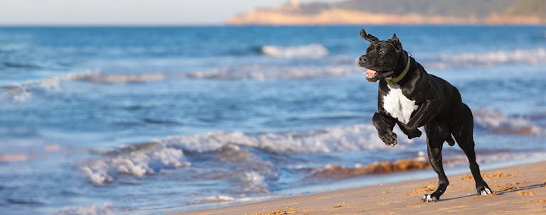 How to Train a Great Dane to Come How to Train a Great Dane to Come