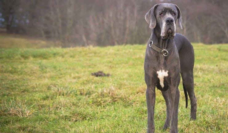 How to Train a Great Dane to Heel