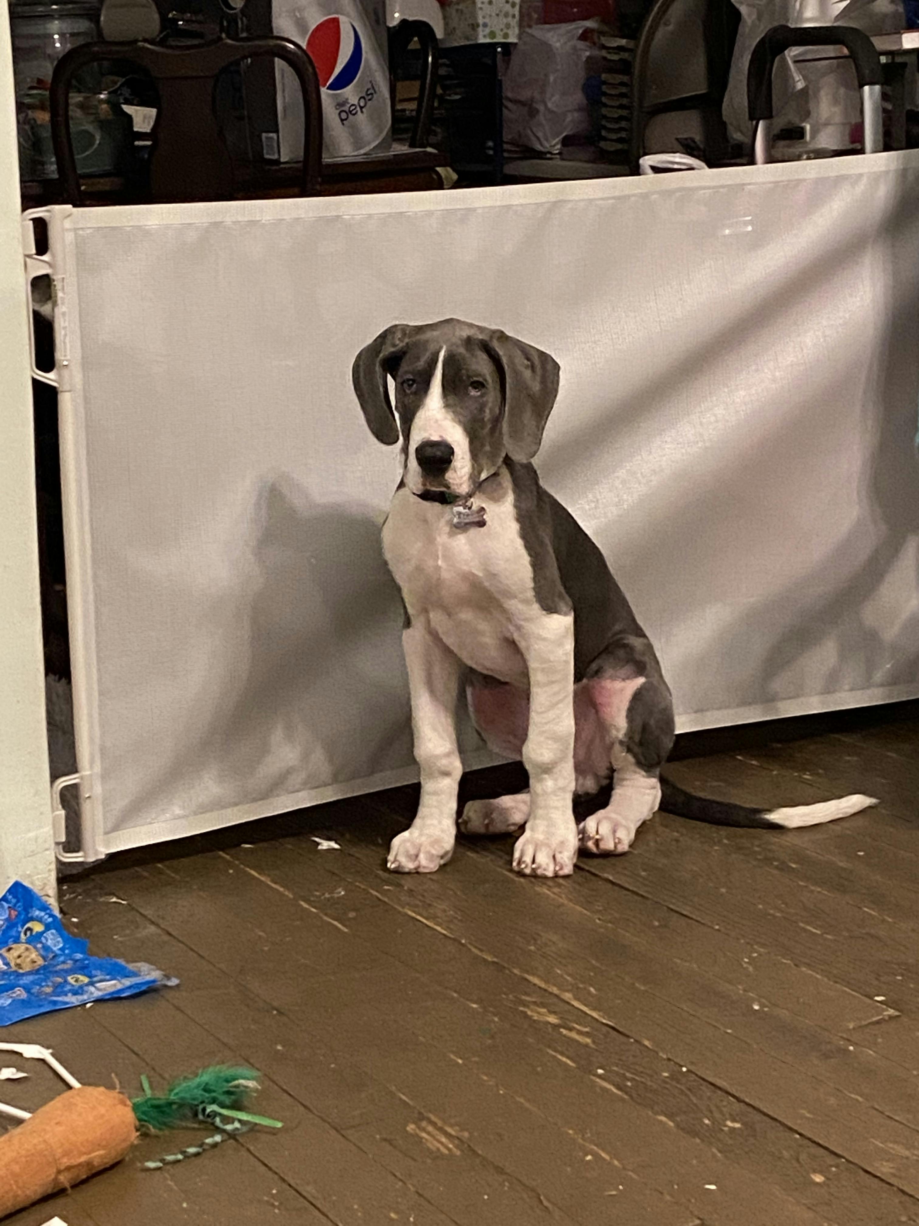 Great dane hot sale teething