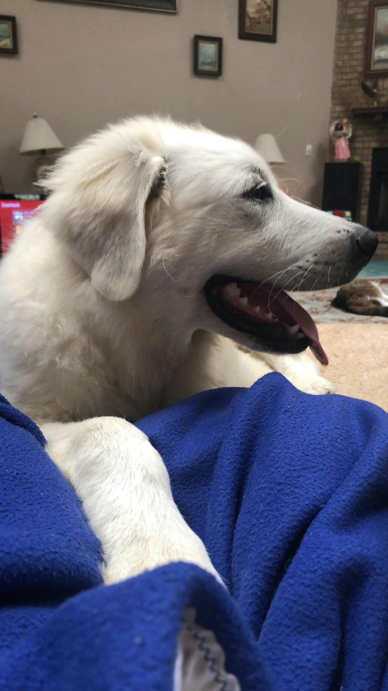 My Great Pyrenees Bite Me 2024 www.leadctr