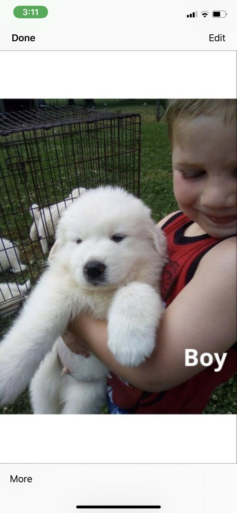 great pyrenees containment