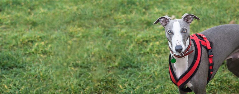 How to Train a Greyhound Off-Leash