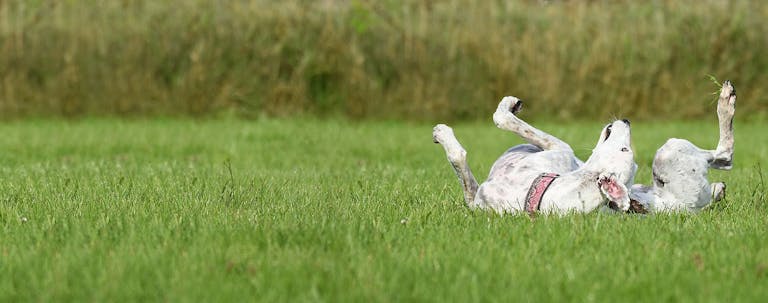 How to Train a Greyhound to Do Advanced Tricks