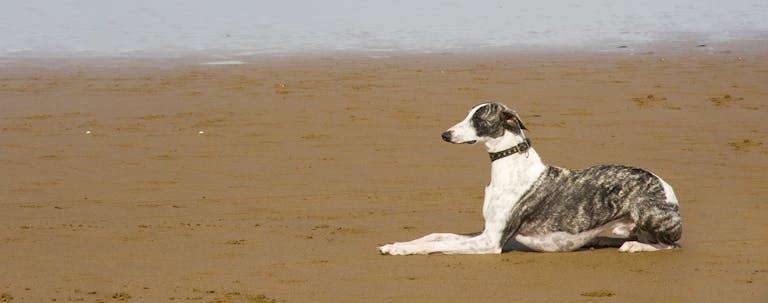 How to Train a Greyhound to Lie Down