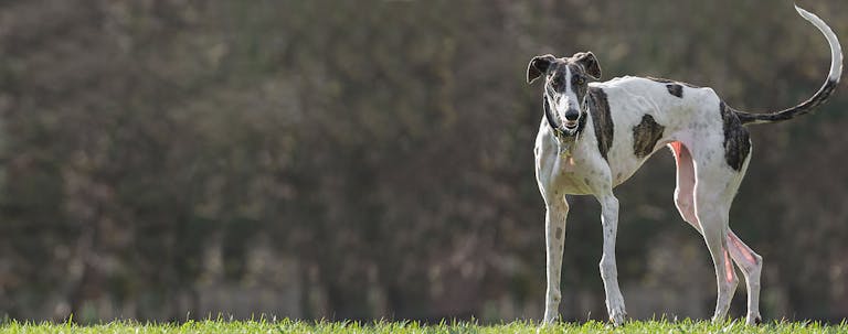 How to Train a Greyhound to Not Chase