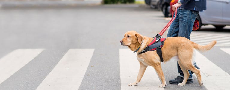 How to Train a Guide Dog for the Blind