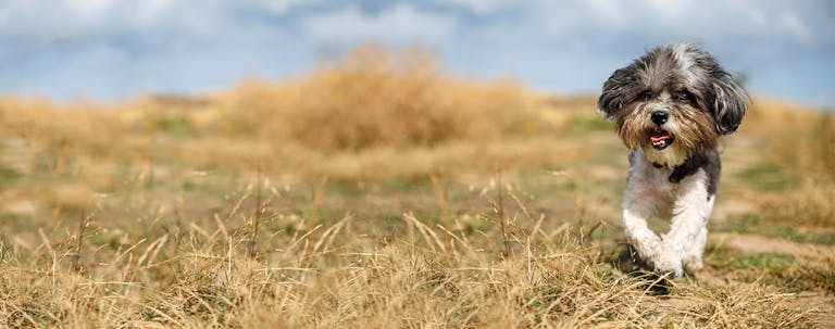 How to Train a Havanese to Not Bark