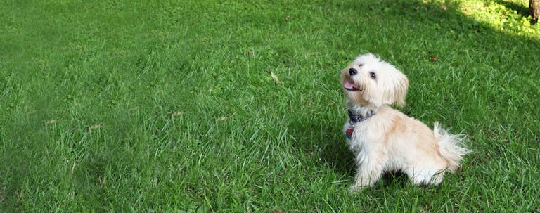 How to Train a Havanese to Sit
