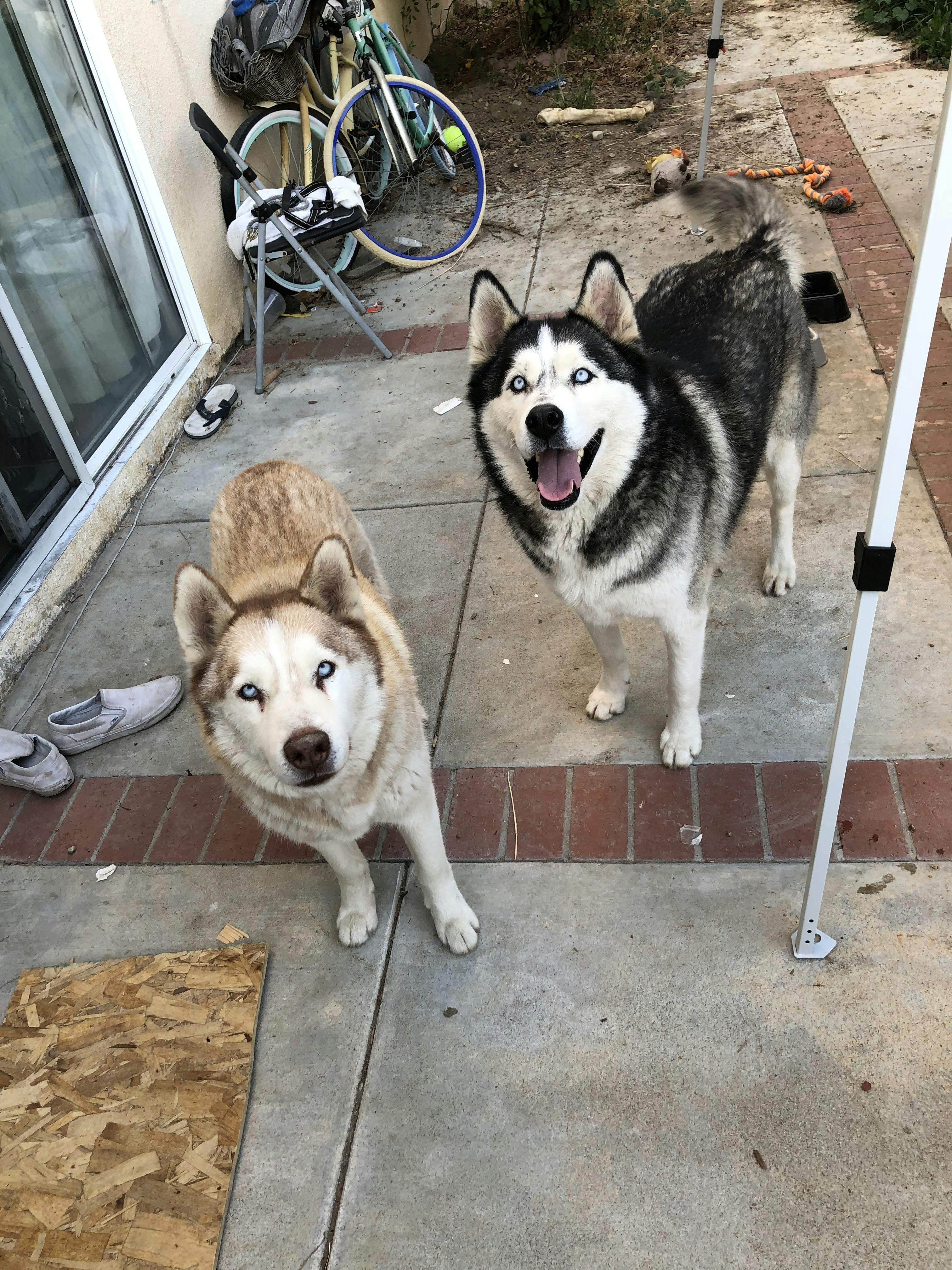 are huskies good for house defense