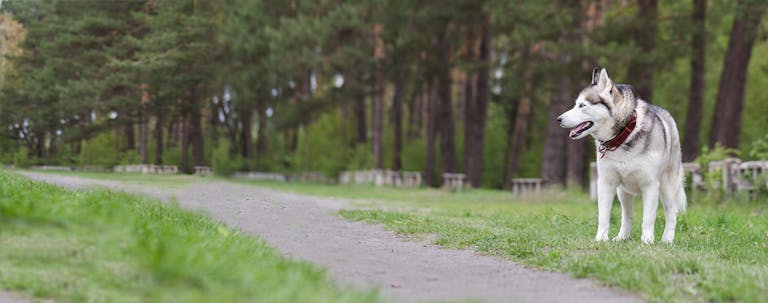 How to Train a Husky off Leash