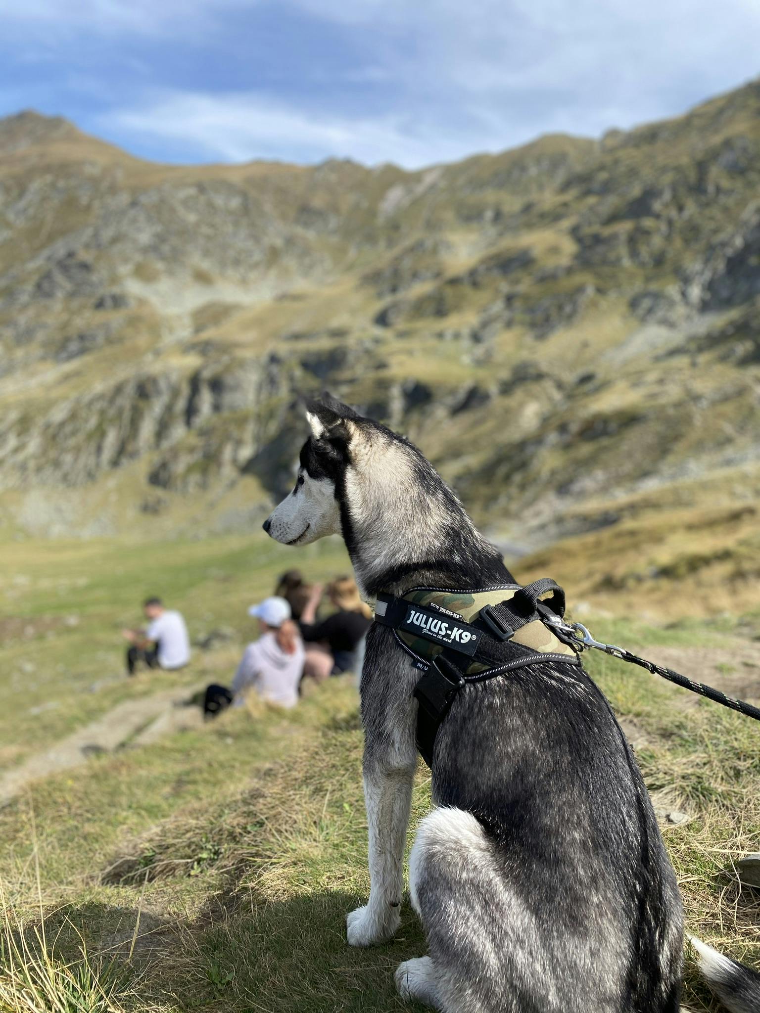 Husky off 2024 leash training