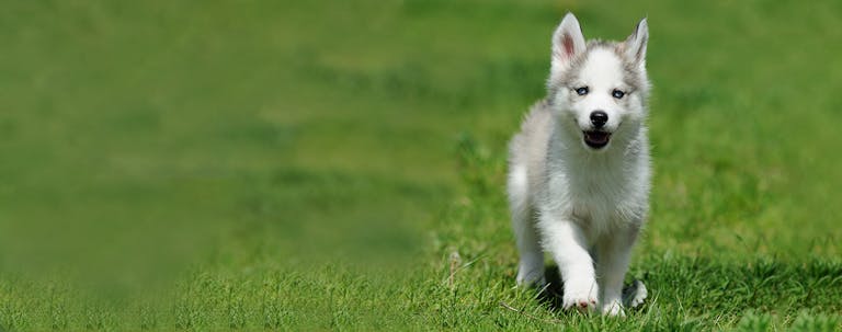 How to Train a Husky Puppy Recall