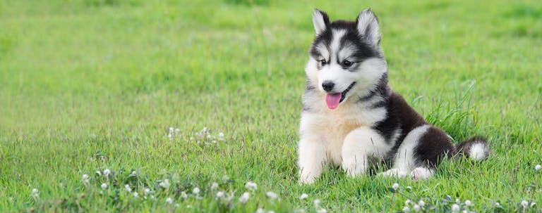 How to Train a Husky Puppy to Come
