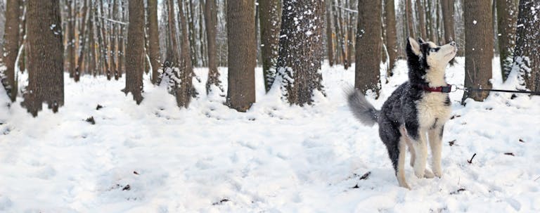 How to Train a Husky Puppy to Heel