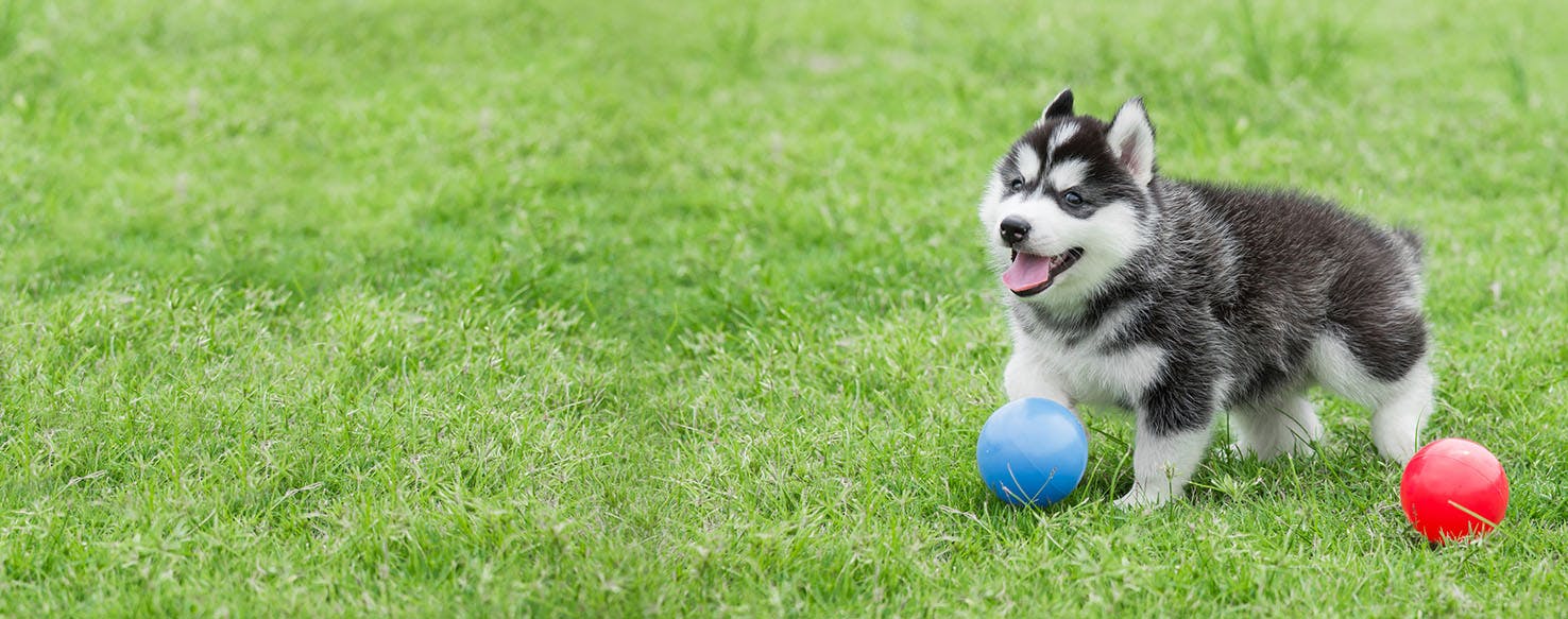 12 week old husky