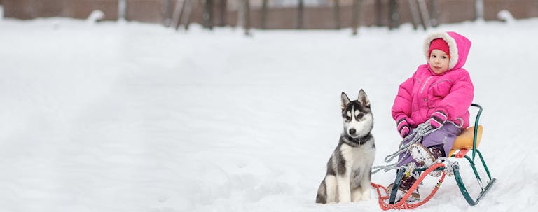 How to Train a Husky Puppy to Pull a Sled