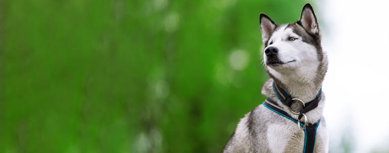How to Train a Husky Recall
