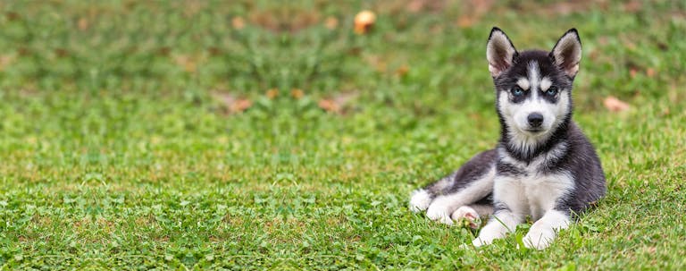 How to Train a Husky to Bark