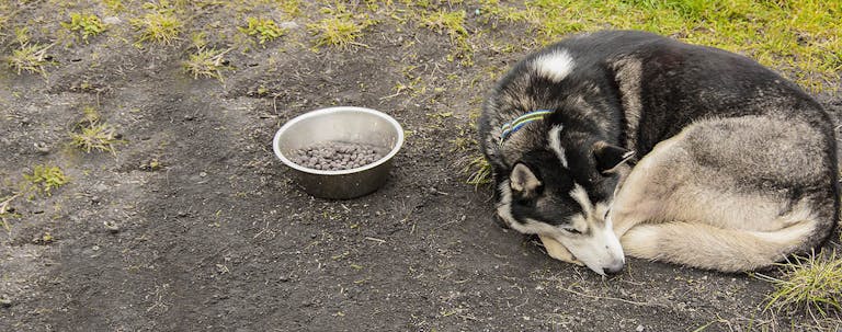 How to Train a Husky to be Quiet