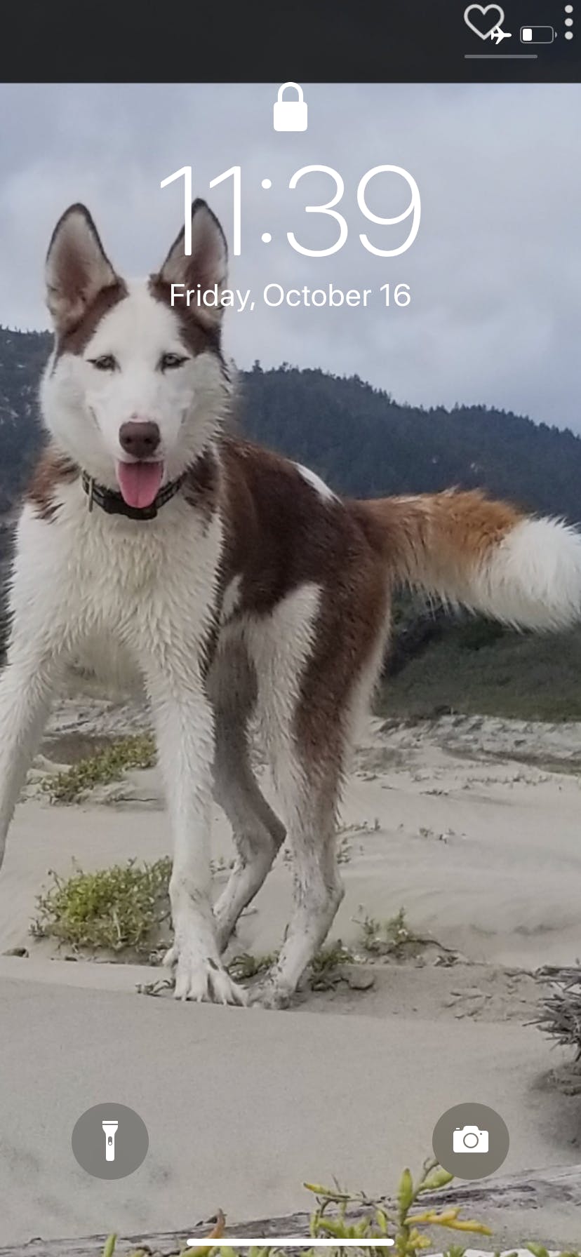 do huskies get along with cats