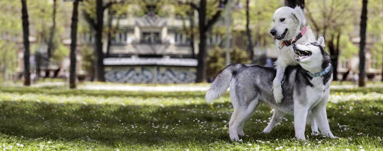 How to Train a Husky to Get Along with Other Dogs